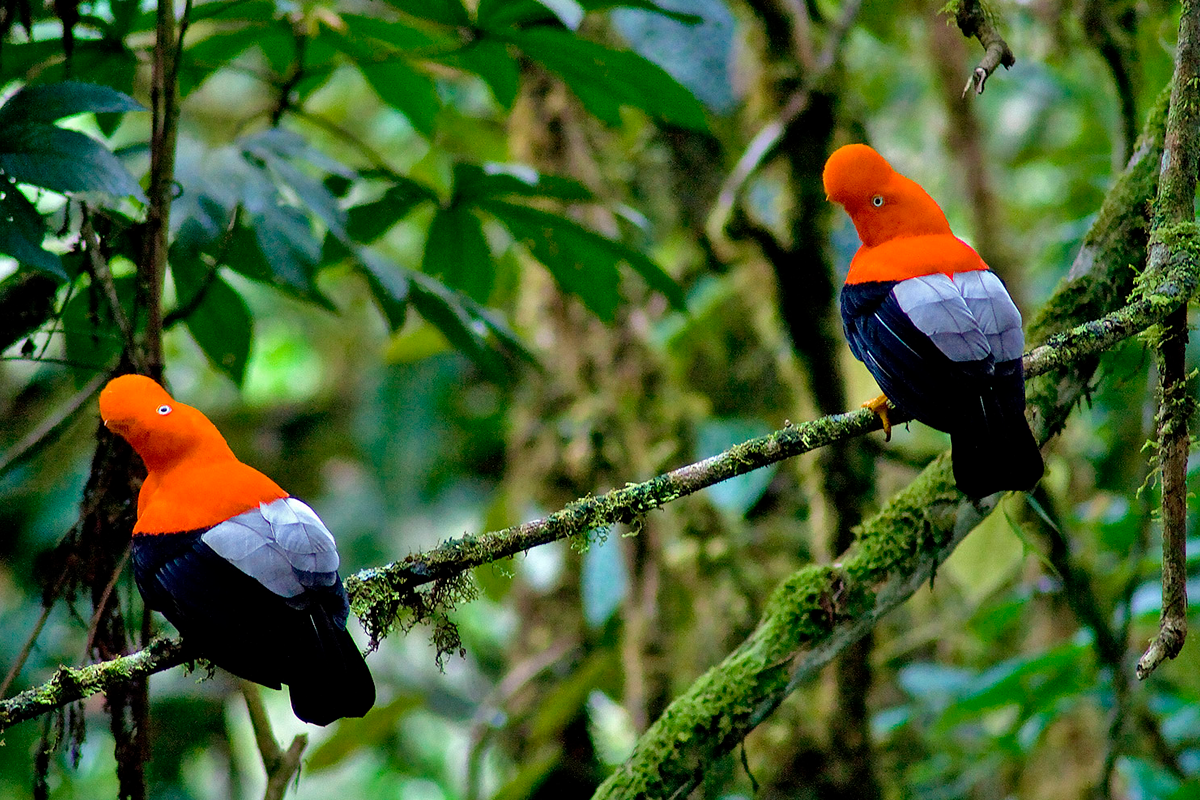 LA FORTUNA